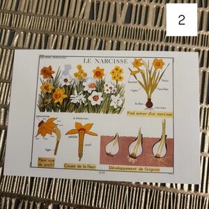 French Language Single Postcard Art Print - Vintage Botany - Narcissus 2